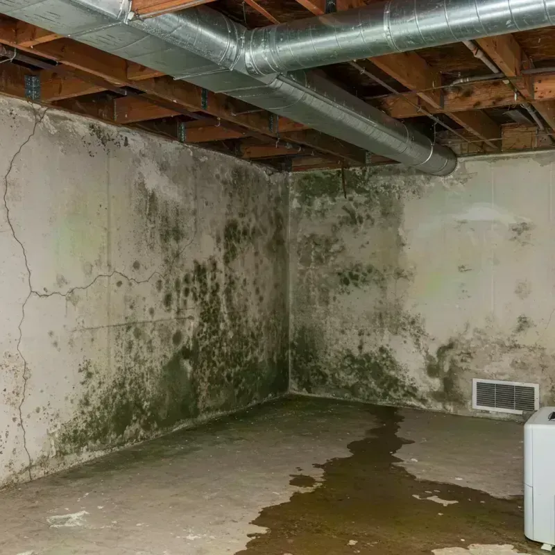 Professional Mold Removal in College Park, MD